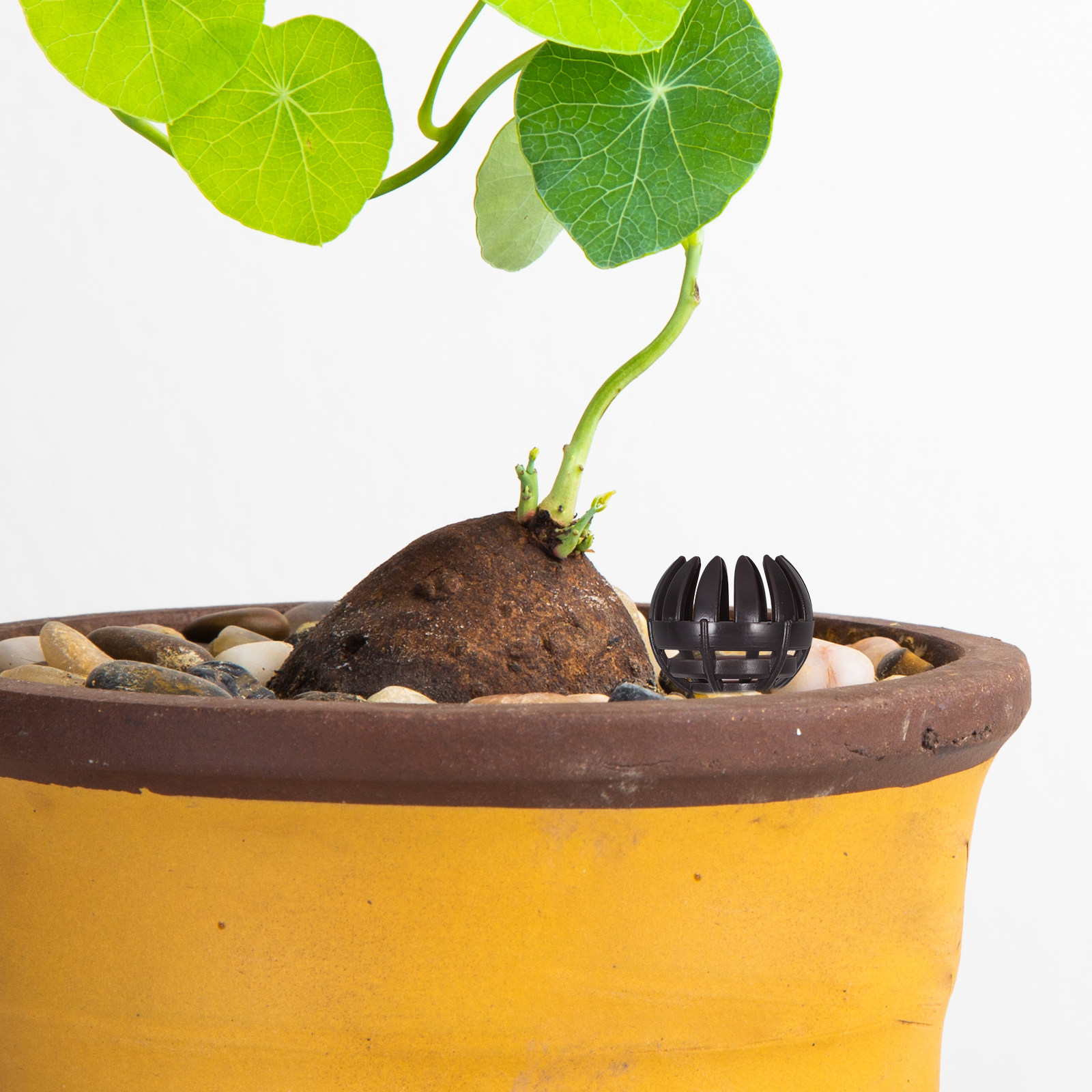 Nutrition & Fitness Hub Photos - 20 Adet Bonsai Gübre Sepeti, Plastik