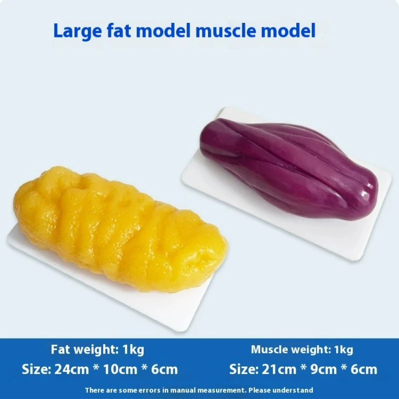 Nutrition Fitness Center - İnsan Kası ve Yağ Replikaları Sağlık